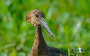 Senegal birding tour