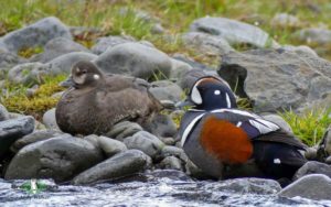 Oregon birding tours