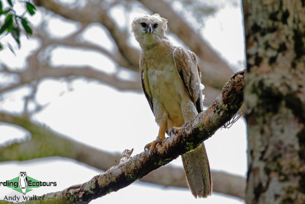 Ecuadorian Amazon birding