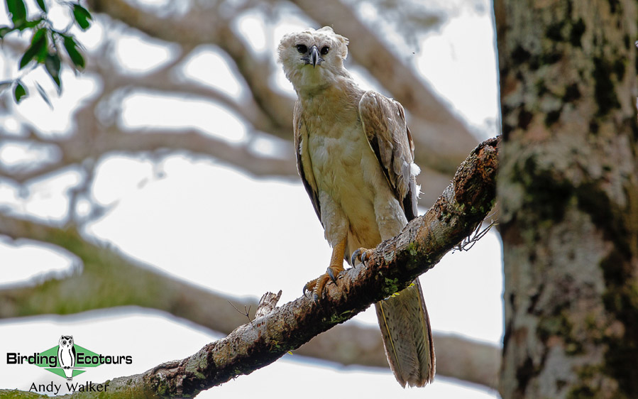 Ecuadorian Amazon birding