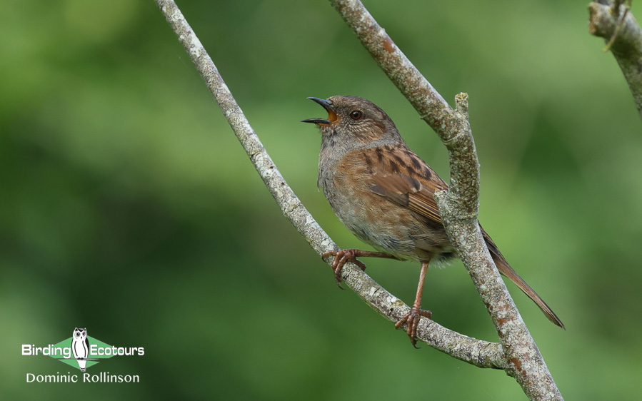 Common British birds