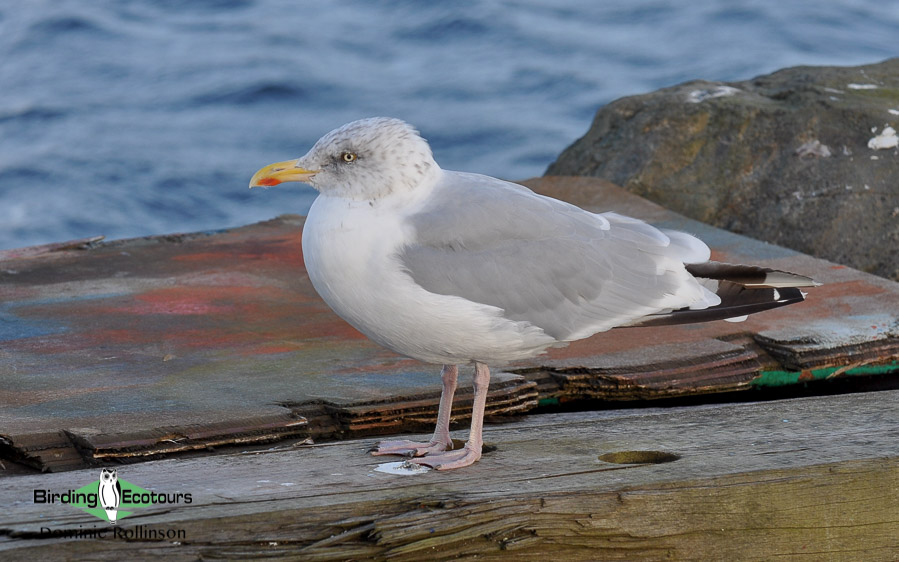 Common waterbirds of the United Kingdom