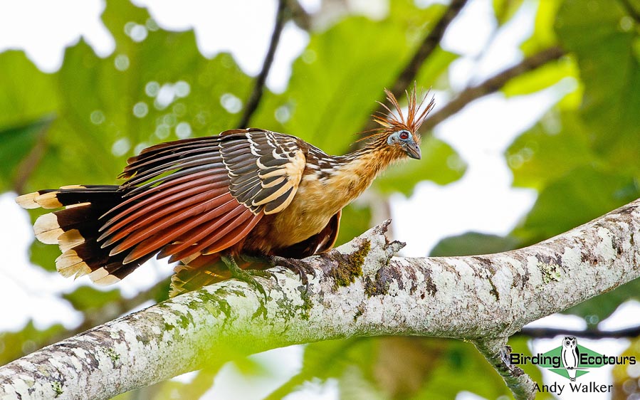 amazonian-ecuador-birding