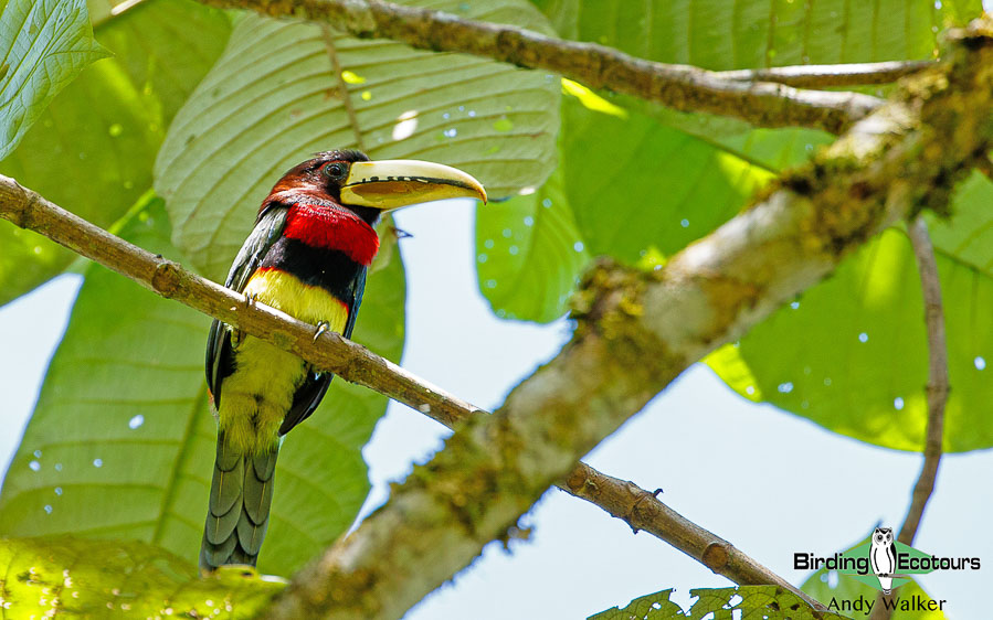 southern-ecuador-birding