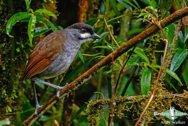 Southern Ecuador birding