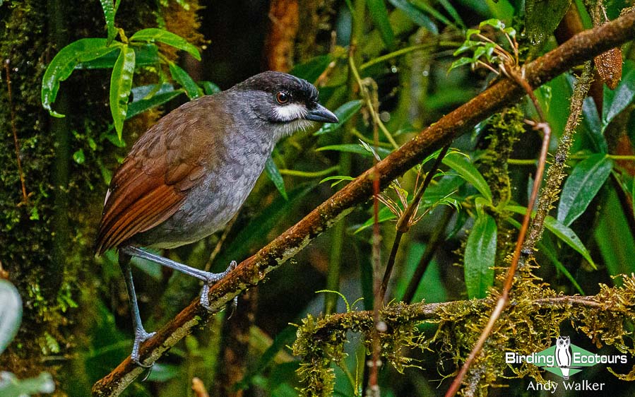 southern-ecuador-birding