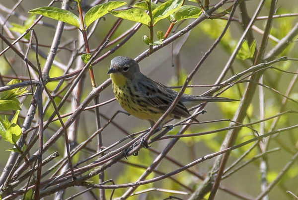 Ohio birding day tours