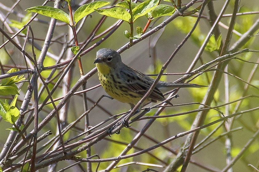 Ohio birding day tours