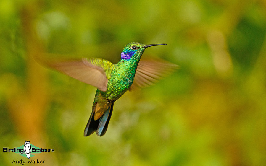 northern-ecuador-birding