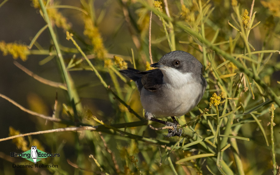 Norfolk bird trip report