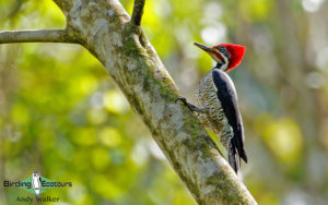 Southern Ecuador birding