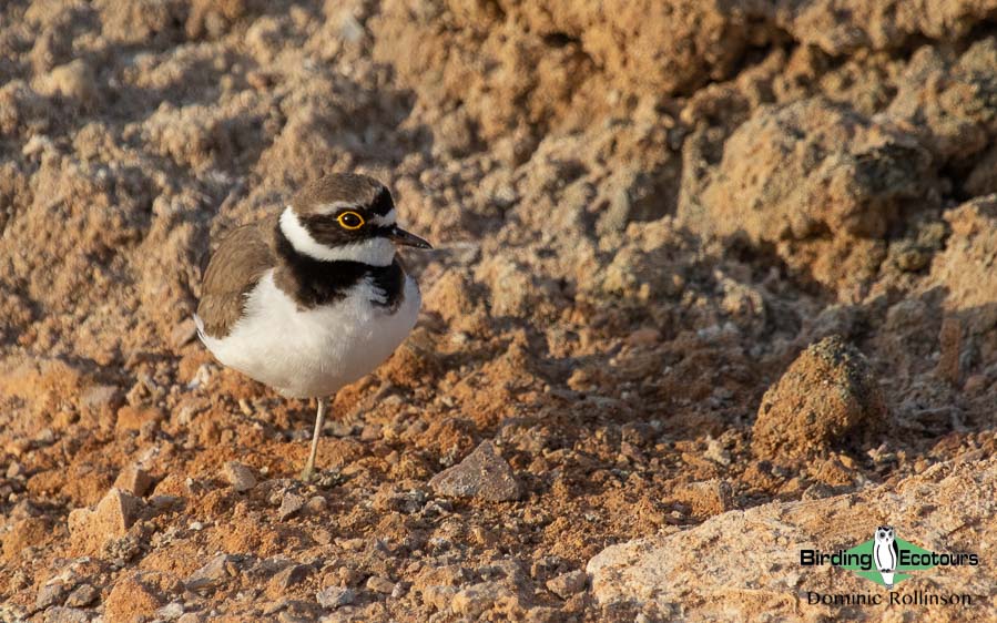 Norfolk bird trip report