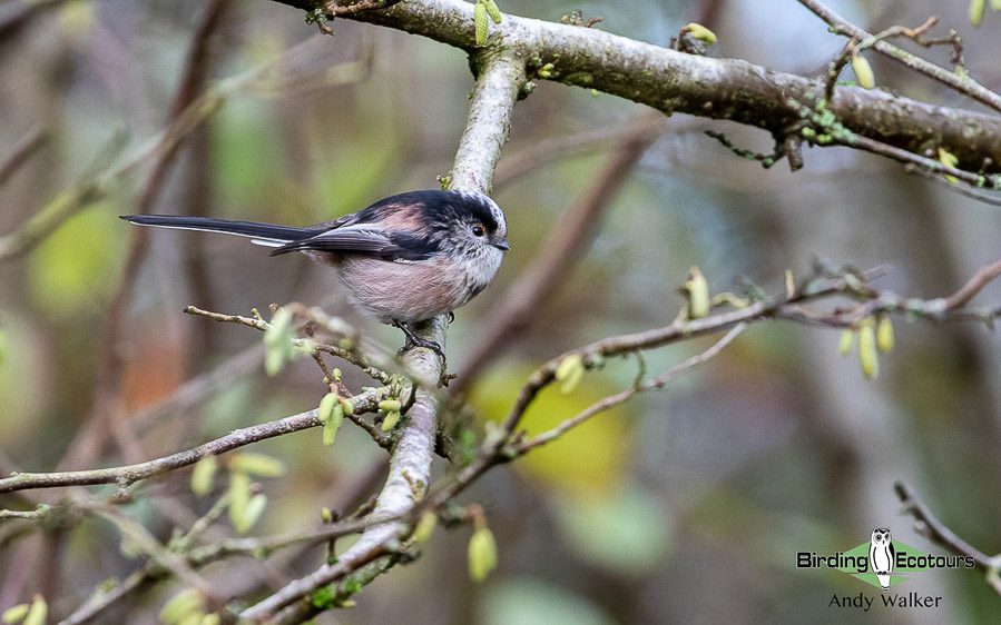 Common Garden Birds Of The United Kingdom Birding Ecotours