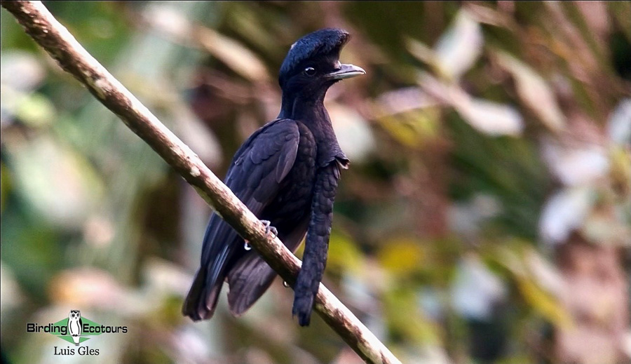 Southern Ecuador birding tour