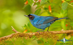 Northern Ecuador birding