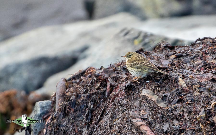 Common farmland birds of the United Kingdom