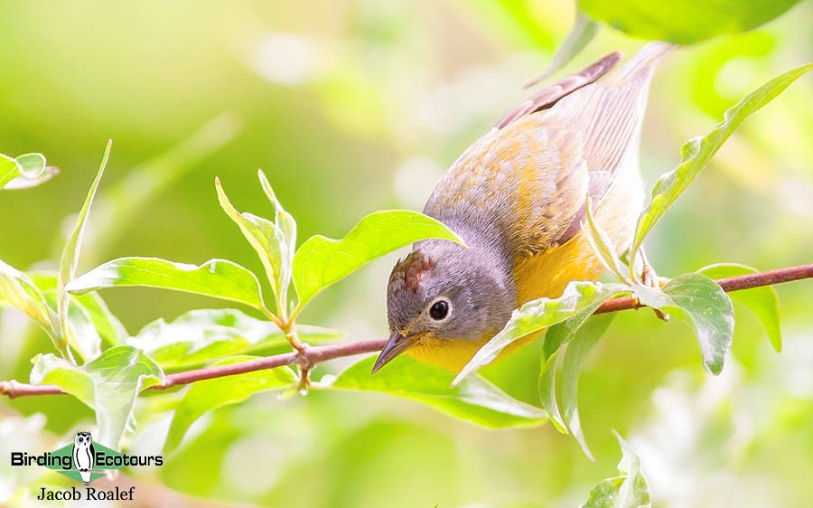 Ohio birding day tours