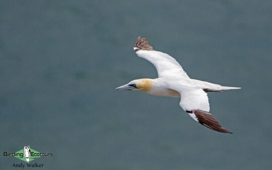 common UK wetland birds