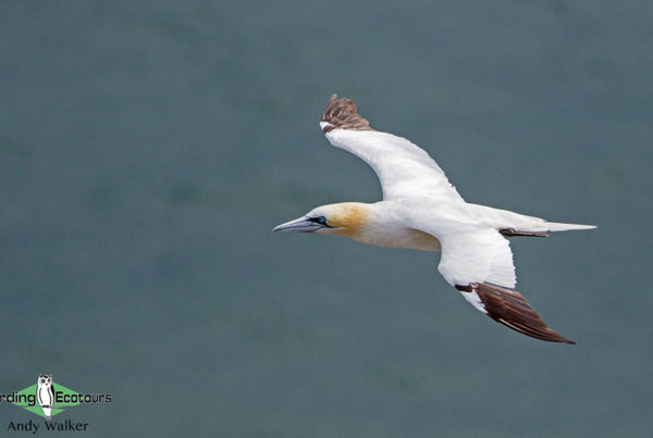 common UK wetland birds