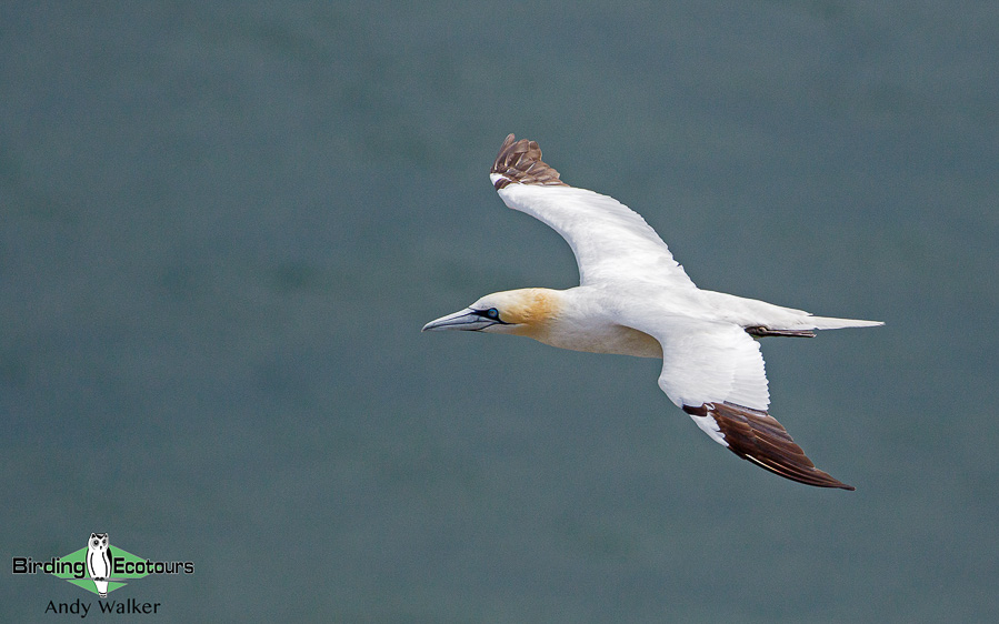 common UK wetland birds