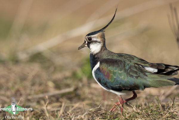 common UK farmland birds