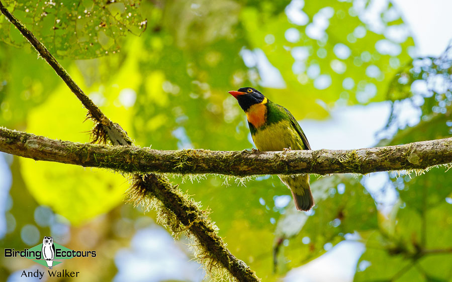 northern-ecuador-birding