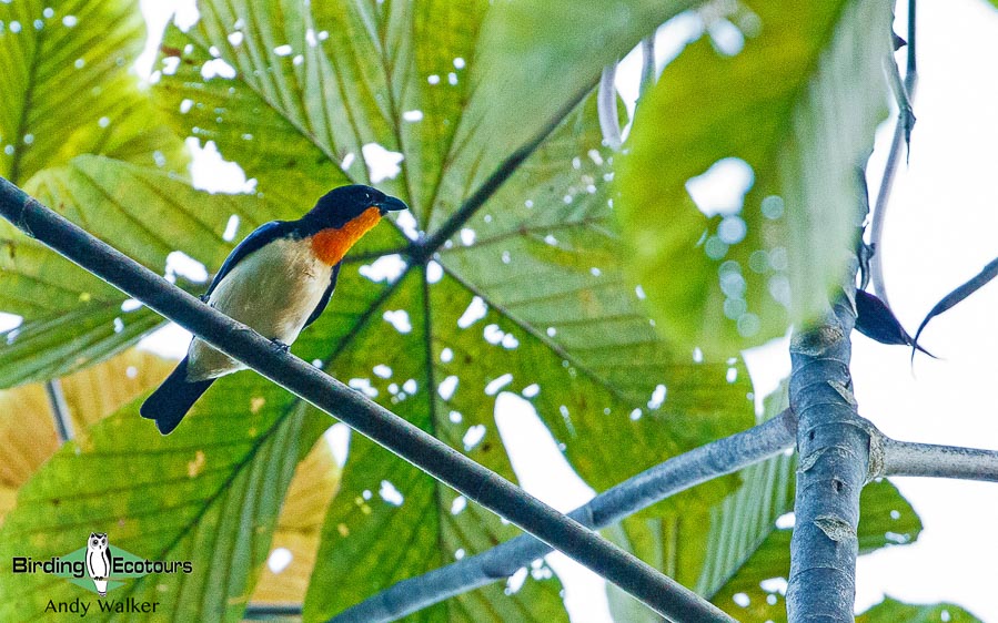 southern-ecuador-birding