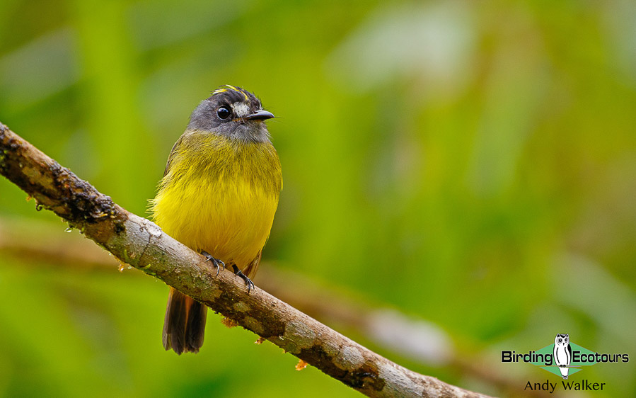 northern-ecuador-birding