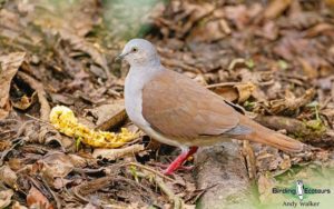 Southern Ecuador birding tour