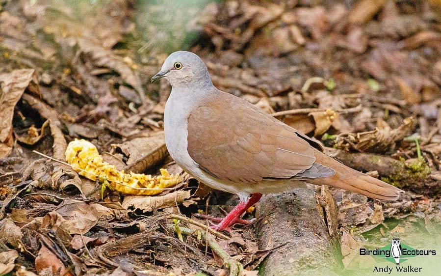 Southern Ecuador birding tour