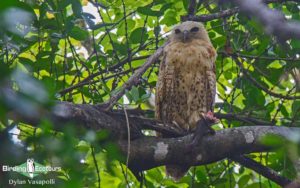 Senegal birding tour