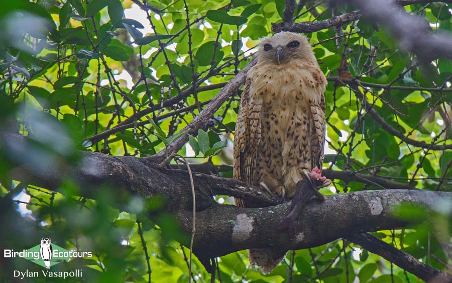 Senegal birding tour