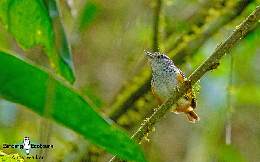 amazonian-ecuador-birding