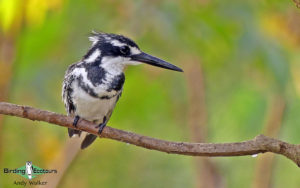Senegal birding tour