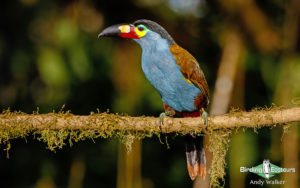 Northern Ecuador birding
