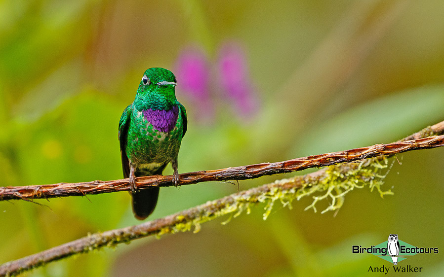 northern-ecuador-birding