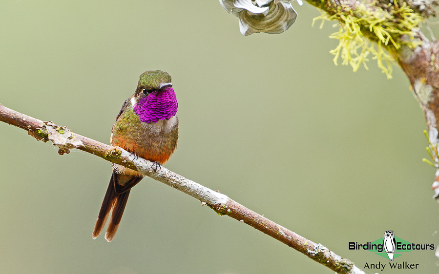 northern-ecuador-birding