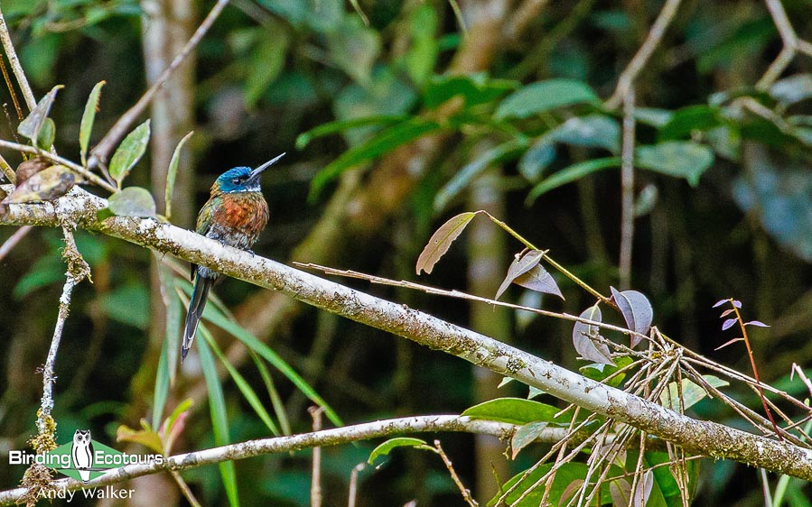 southern-ecuador-birding