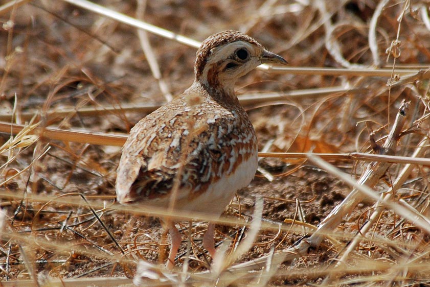 Senegal birding tours