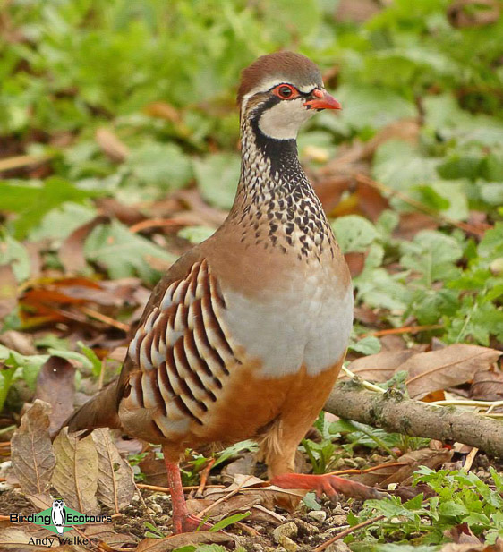 common UK farmland birds