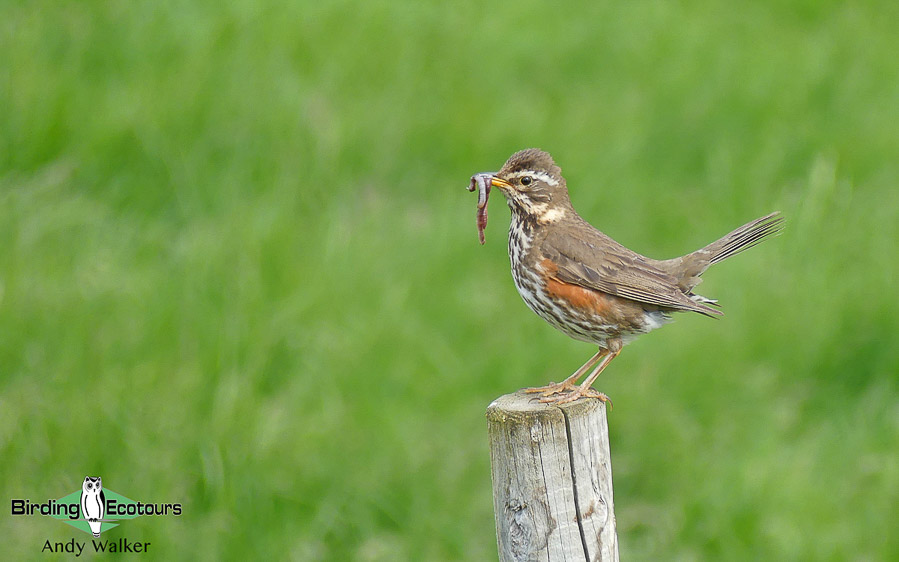 Common farmland birds of the United Kingdom