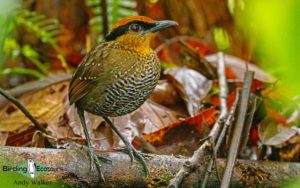 Northern Ecuador birding