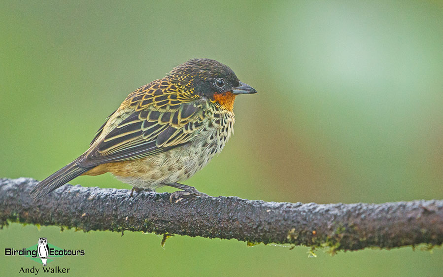 northern-ecuador-birding