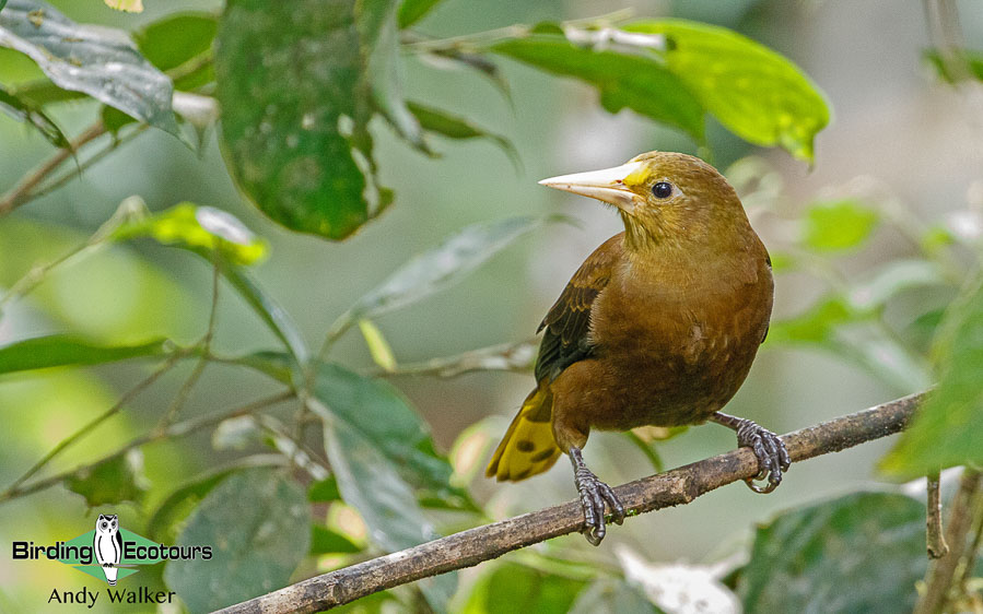 southern-ecuador-birding