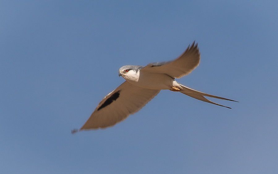 Senegal birding tour