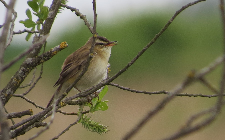 Norfolk trip report