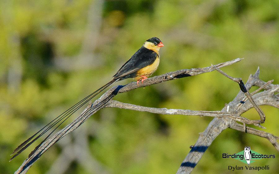 Zaagkuilsdrift Day Birding