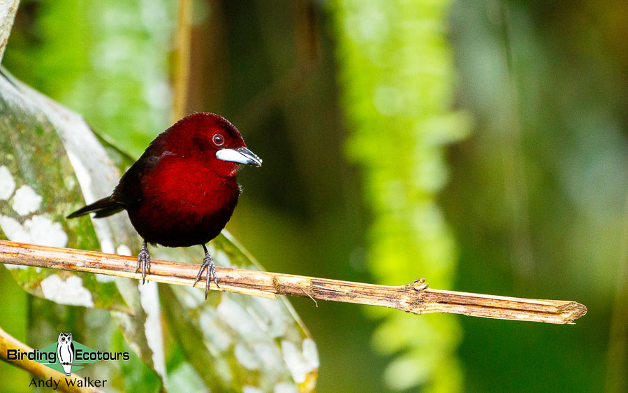 amazonian-ecuador-birding