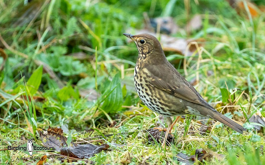 Common garden birds of the United Kingdom