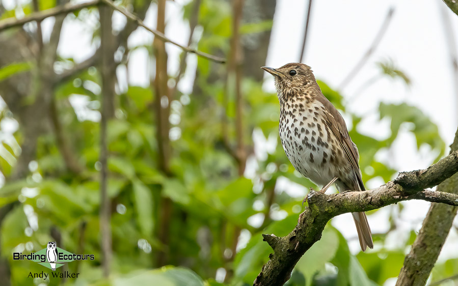Common British birds